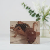 バグ1 – 教育用のbrainfart ポストカード (スタンド正面)