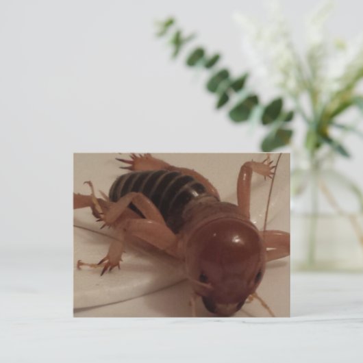 バグ1 – 教育用のbrainfart ポストカード (スタンド正面)