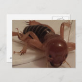 バグ1 – 教育用のbrainfart ポストカード (正面/裏面)