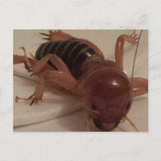 バグ1 – 教育用のbrainfart ポストカード