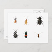 バグ2011 ポストカード (正面/裏面)