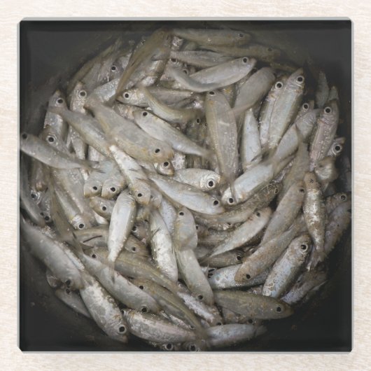 バケツに入った魚 ガラスコースター (正面)