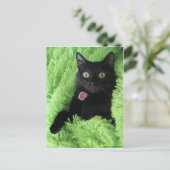 バゲーラザブラックキャット ポストカード (スタンド正面)