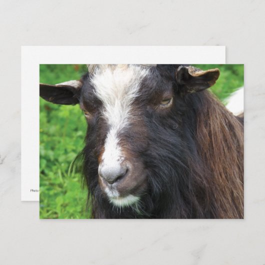 バゴットヤギ |珍しい品種 ポストカード (正面/裏面)