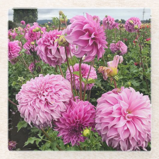 バシオメガゴスダリア ガラスコースター (正面)