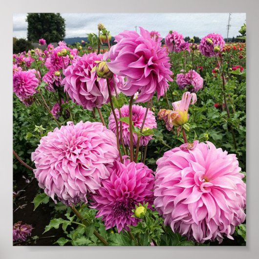 バシオメガゴスダリア ポスター (正面)