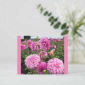 バシオメガゴスダリア ポストカード (スタンド正面)