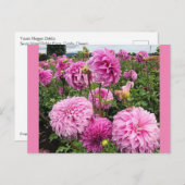 バシオメガゴスダリア ポストカード (正面/裏面)