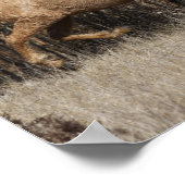 バシキールカーリーランニングウマ2頭 ポスター (角)