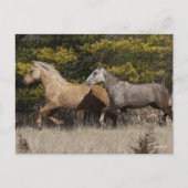 バシキールカーリーランニングウマ2頭 ポストカード (正面)