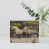 バシキールカーリーランニングウマ2頭 ポストカード (スタンド正面)