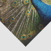 バシフルピーコック 薄葉紙 (詳細)