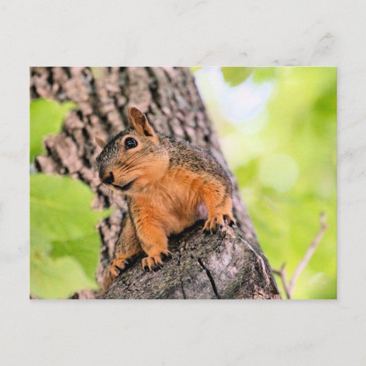 バシフル シーズンポストカード (正面)