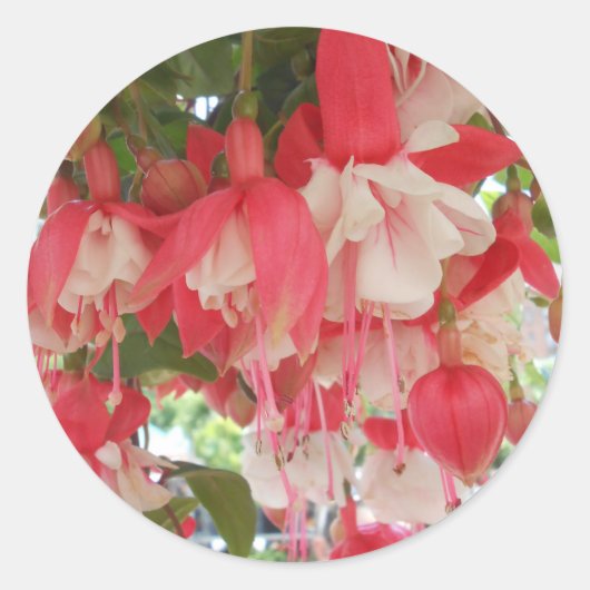 バシュキルツセフ ラウンドシール (正面)