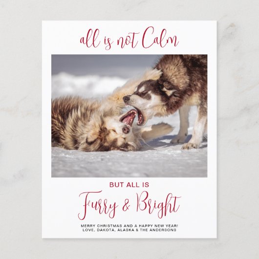 バジェットおもしろいペットの毛皮と明るい写真クリスマス (正面)