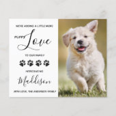 バジェットパピーラブドッグ新しいペット発表 (正面)