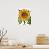 バジリウス・ベスラーによるヴィンテージのひまわり ポスター (キッチン)