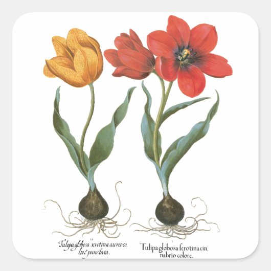 バジリウス・ベスラーによるヴィンテージの春のチューリップの花 スクエアシール (正面)