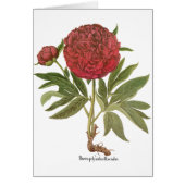 バジリウス・ベスラーによる、コギク(牡丹)花のヴィンテージイラスト - 'Hortus Eystet (正面)