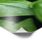 バジルハーブフォトプリント フォトプリント            (角)