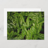 バジルファインアート シーズンポストカード (正面/裏面)