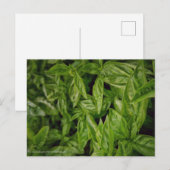 バジルファインアート ポストカード (正面/裏面)