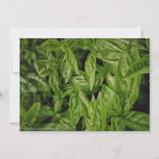 バジルファインアート 案内状 (正面)