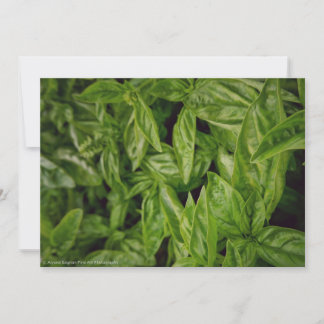 バジルファインアート 案内状