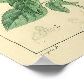 バジルプラントプリント ポスター (角)