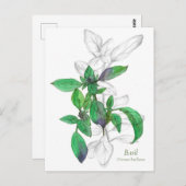 バジル料理ハーブウォーターイラストレーション ポストカード (正面/裏面)