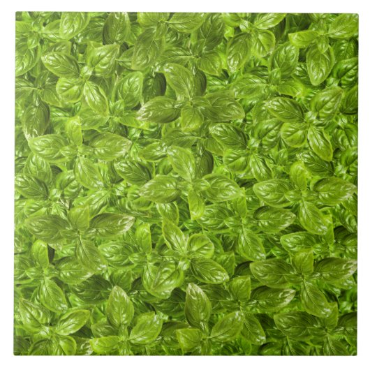 バジル葉のパターン タイル (正面)
