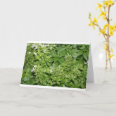 バジル(Ocimum basilicum) カード (黄色い花)