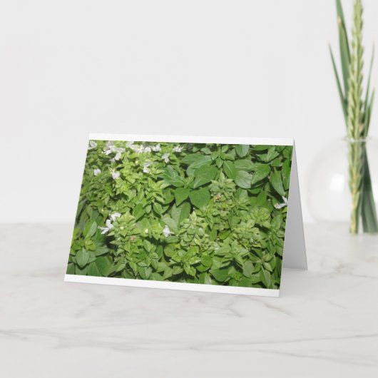 バジル(Ocimum basilicum) カード (正面)