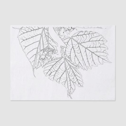 バスウッド葉 薄葉紙 (正面)