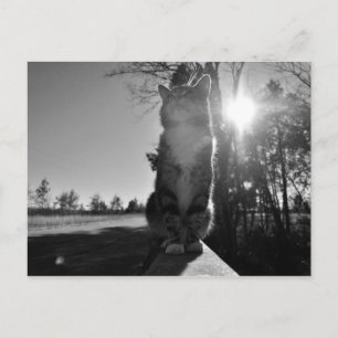 バスキング・キャット ポストカード