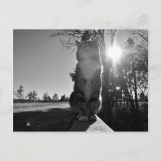 バスキング・キャット ポストカード