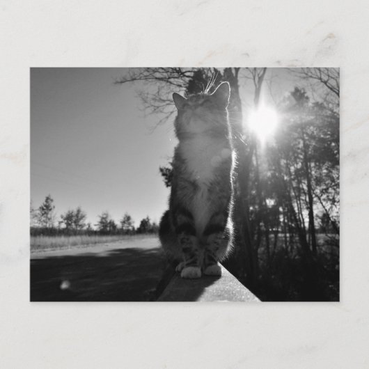 バスキング・キャット ポストカード (正面)