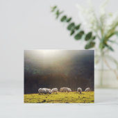 バスクの羊 ポストカード (スタンド正面)