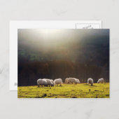 バスクの羊 ポストカード (正面/裏面)