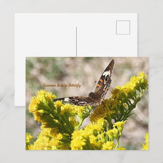 バスケエ蝶ハガキ ポストカード (正面/裏面)