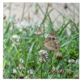 バスケエ蝶 タイル (正面)