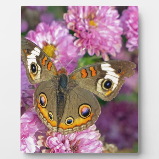 バスケエ蝶 フォトプラーク (正面)