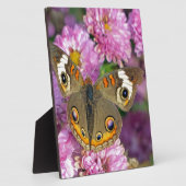 バスケエ蝶 フォトプラーク (側面)