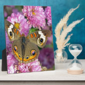 バスケエ蝶 フォトプラーク (側面)