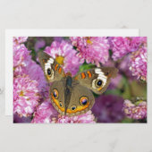 バスケエ蝶 便箋 (正面/裏面)