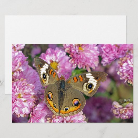 バスケエ蝶 便箋 (正面/裏面)