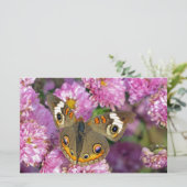 バスケエ蝶 便箋 (スタンド正面)