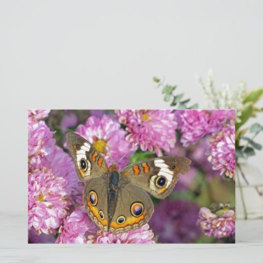 バスケエ蝶 便箋 (スタンド正面)