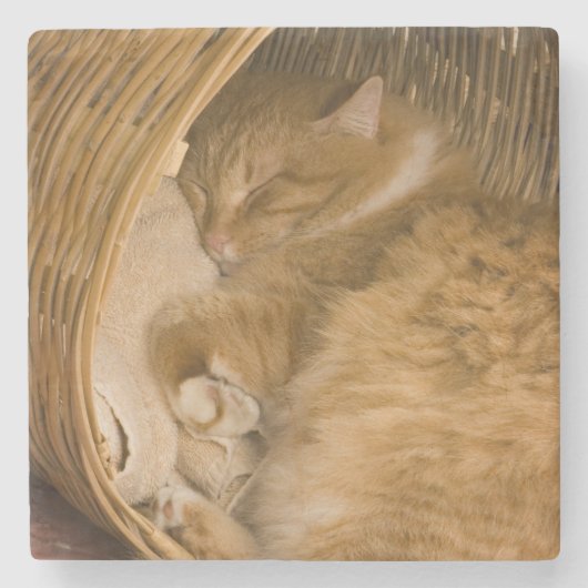 バスケットで眠るオレンジタビー ストーンコースター (正面)