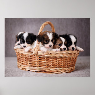 バスケットに入ったかわいい子犬たち5匹 ポスター